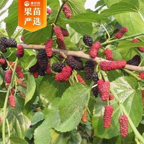 桑树苗  陕8632果桑，这个品种丰产高产，果子也比较大，耐寒能力特别